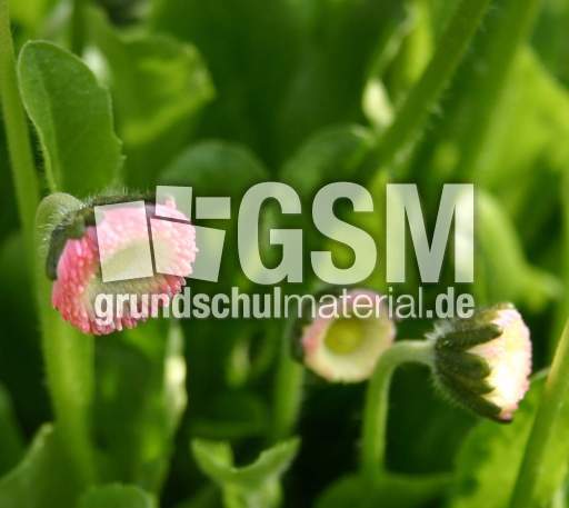 Massliebchen-Knospen.jpg